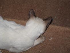 more kittens